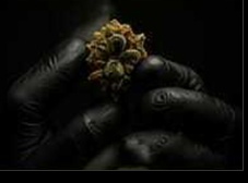 Cannabis flower held carefully