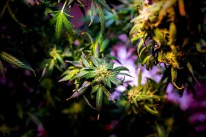 Indica vs. Sativa vs. Hybrid